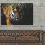 Glasbilder Tiger close-up 120x80 cm