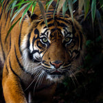 Glasbilder Tiger close-up 120x80 cm