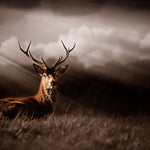 Glasbild Hirsch in der natur 120x80 cm