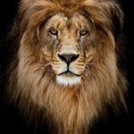 Glasbilder männlicher Löwe close-up  schwarzem hintergrund 80x120 cm