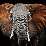Glasbilder Elefant close-up  120x80 cm