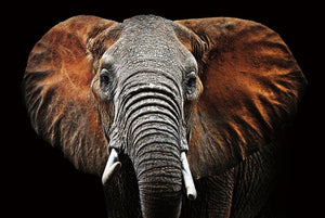 Glasbilder Elefant close-up  120x80 cm