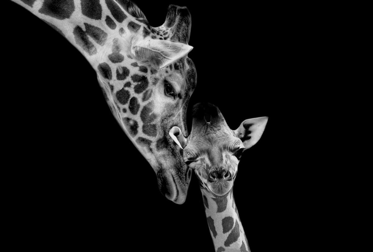 Glasbilder Zwei giraffen in schwarz-weiß 120x80 cm