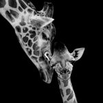 Glasbilder Zwei giraffen in schwarz-weiß 120x80 cm