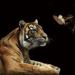 Glasbilder Tiger mit Schmetterling 120x80 cm