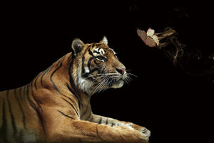 Glasbilder Tiger mit Schmetterling 120x80 cm