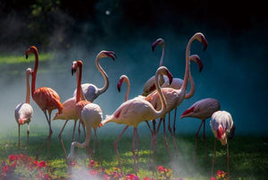 Glasbilder flamingos 120x80 cm